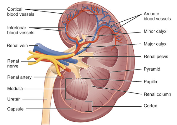 calcium-oxalate-crystals-kidneys
