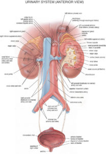 calcium-oxalate-crystals-urinary-tract